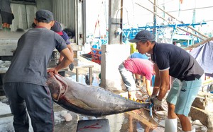 Khánh Hòa: Có 64 doanh nghiệp chế biến, xuất khẩu thủy sản
