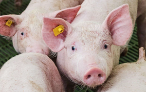 Diễn biến giá lợn hơi tháng 8: Lợi nhuận sẽ chảy về các doanh nghiệp lớn ngành chăn nuôi?