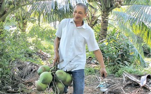 Mang loài cây của tỉnh Bến Tre về trồng ở quê lúa, ông nông dân Thái Bình nhẹ nhàng thu 150 triệu đồng