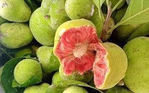 Một loại quả vị chua chua, ruột hồng bắt mắt giá ngang trái cây nhập khẩu ở Hà Nội mà vẫn đắt khách