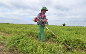 Thứ cây thân đầy gai, xưa mọc hoang vô số, nay nông dân Hải Dương trồng rồi cắt bán, ai ngờ lãi hơn cấy lúa