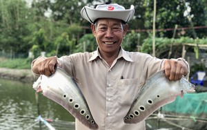 Nuôi loại cá đặc sản làm món gì cũng "bá cháy", Nông dân Việt Nam xuất sắc 2023 ở Hậu Giang là tỷ phú