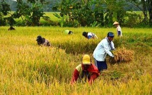 Giá gạo duy trì mức cao, Việt Nam gặp cơ hội "kép"