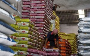 Các nhà xuất khẩu Ấn Độ dự đoán chính phủ sớm bỏ lệnh cấm xuất khẩu gạo