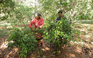 Các loại lá ăn ngon, tốt cho sức khỏe hái từ cây dại ở Bình Phước, thảo nào đồng bào dân tộc hay tìm