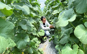 Agribank góp phần phát triển nông nghiệp công nghệ cao tại Ninh Thuận