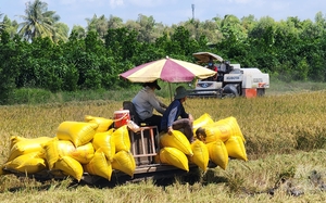 Việt Nam bán gần 2 triệu tấn gạo cho Philippines với mức giá rẻ bất ngờ