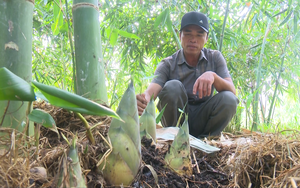 Trồng cây này mọc la liệt "mầm rau" mập ú, một nông dân Bình Thuận cứ cắt là bán hết sạch