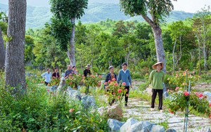 "Lạc" vào một thung lũng đẹp như phim ở Nghệ An, chợt thấy la liệt cây thuốc quý