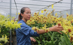 Gia nhập thương mại điện tử, nông dân TP mang tên Bác bán giống hoa lan sang tận Úc