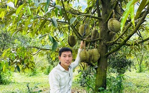 Y sỹ đa khoa ở Lâm Đồng bỏ việc về trồng sầu riêng Thái kiểu gì mà lãi tiền tỷ, trả lương cao?