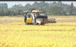Giá gạo xuất khẩu Thái Lan, Việt Nam tăng mạnh; chỉ 1 tuần giá lúa đã tăng 1.000 đồng/kg