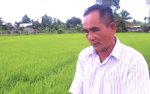 Nông dân ĐBSCL bán lúa non trước &quot;bão&quot; giá gạo tăng: Lúa mới cấy được 1 tháng, đã có &quot;cò&quot; đến cọc tiền cả ruộng