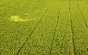Nông dân ĐBSCL bán lúa non trước &quot;bão&quot; giá gạo: Cần hợp đồng có lợi cho cả bên mua và bên bán (Bài cuối)