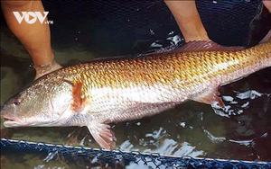 Cá sủ vàng - “cục vàng biển”, có giá hàng trăm triệu thậm chí tiền tỷ, ngang nhiên bị rao bán