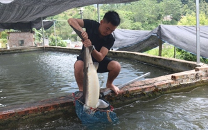 Nuôi loại "cá tàu ngầm" ở một nơi cảnh đẹp như cổ tích, trai nghèo Lào Cai nay đã giàu lên