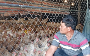 Một nông dân Bình Định nuôi loại gà đẻ "cản không kịp", lãi 30-40 triệu/tháng