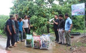 Phân bón Sông Lam Tây Bắc: Nâng cao năng xuất, chất lượng cây ăn quả