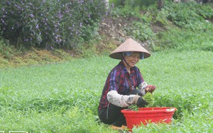 Loại rau bình dân mà có tác dụng như thần dược, nông dân một xã của Thái Bình cứ trồng là có lãi