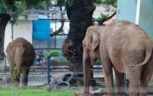 Giám đốc Vườn thú Hà Nội nói gì trước đề xuất đưa 2 con voi về tự nhiên?