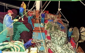 Trúng luồng cá nục, ngư dân Quảng Bình cứ ra khơi là thu tiền tỷ, có tàu 1 chuyến thu 2,5 tỷ đồng