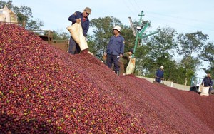 Giá xuất khẩu cà phê của Việt Nam đạt mức kỷ lục