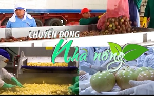 Chuyển động Nhà nông 16/8: Trung Quốc dẫn đầu thế giới về lượng thủy sản xuất khẩu sang Mỹ