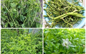 4 loại rau rừng vừa lạ vừa ngon, có loại được ví như “nhân sâm quý" ở Hà Giang