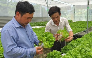 Một anh nông dân Khánh Hòa "nhận lương tốt" 20 triệu/tháng từ vườn rau, nhiều người tới xem