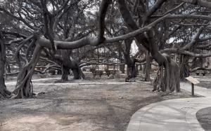 Cận cảnh cây đa linh thiêng 150 tuổi bị thiêu rụi trong đám cháy ở Hawaii