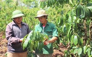 Đắk Lắk: Phát triển kinh tế nông nghiệp, nông thôn gắn với xây dựng nông thôn mới