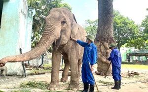 Tổ chức Động vật Châu Á nói gì trước đề xuất đưa 2 con voi ở Vườn thú Hà Nội về tự nhiên?