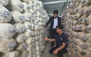 Có vốn ưu đãi tiếp sức - 9X Quảng Nam mạnh dạn khởi nghiệp trồng nấm, mỗi năm lãi hàng trăm triệu đồng
