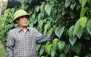Rằm tháng 7 - mùa "đếm lá thu tiền" của người trồng trầu không "tiến Vua" ở Hà Tĩnh