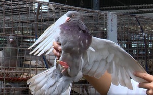 Một nông dân Phú Thọ lãi tiền tỷ từ nuôi 13.000 đôi chim bồ câu Pháp