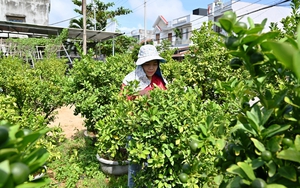 Nông dân trồng cây cảnh Phú Yên thêm khá giả nhờ có vốn Quỹ Hỗ trợ nông dân