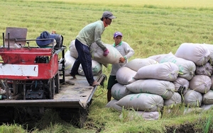 Cập nhật giá gạo mới nhất ngày 18/8: Giá gạo xuất khẩu Việt Nam tăng trở lại, cao hơn cả gạo Thái