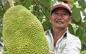 Vườn mít Thái, thanh nhãn ra trái quá trời ở Đồng Tháp, ông chủ là Nông dân Việt Nam xuất sắc 2023