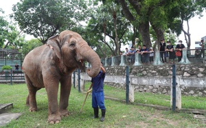 Ngày thoát khỏi xiềng xích, voi Vườn thú Hà Nội vô tư dạo chơi, tắm bùn đất gần du khách
