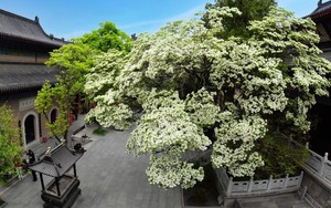 Cây cổ thụ đẹp nhất Trung Quốc, gần 900 năm tuổi vẫn ra hoa trắng muốt