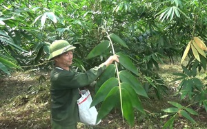 Lạ đời ở Hà Giang, dân lên đồi hái thứ lá to như con mực nang, biến lá rừng thành "tiền tươi thóc thật"