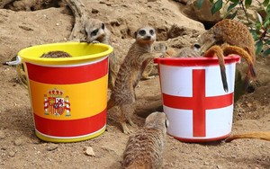 Clip: Cầy Meerkat trổ tài &quot;tiên tri&quot; kết quả chung kết World Cup nữ 2023