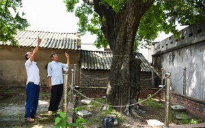Một cây cổ thụ ở Bắc Giang vẫn &quot;sinh đẻ&quot; loại quả thơm, đốt làm thuốc chữa giời leo, hiệu nghiệm ai cũng bất ngờ