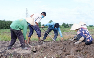 Đào lên vô số củ ngon, bổ dưỡng, có 65 tấn bán, ông nông dân Long An nói câu gì khiến người ta bất ngờ?