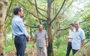 Tỷ phú sầu riêng ở Đồng Nai, vô vườn nhìn đâu cũng thấy trái, nhiều người đến xem