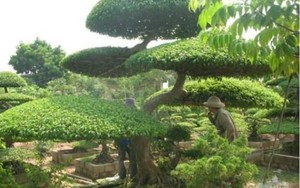 Một làng cổ ở Nam Định dân trồng cây cảnh đẹp như phim, nhiều nhà đang giàu lên trông thấy