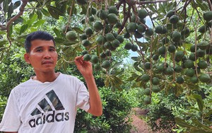 Gia Lai: “Nữ hoàng quả khô” bén đất Kbang giúp nông dân vùng khó làm giàu
