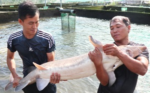 Một nơi ở Lâm Đồng gọi là Đam Rông thấy đàn cá toàn con khổng lồ, có con nặng 50kg, ông chủ thu 5 tỷ