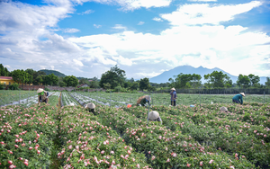 Phát triển vùng trồng dược liệu quý ở miền núi được hỗ trợ tối đa 1 tỷ đồng/dự án