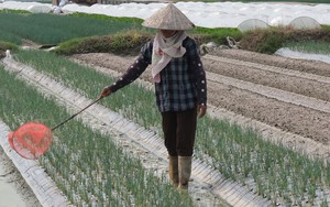 Vùng đất này của tỉnh Thái Bình, nông dân trồng những loại cây có mùi thơm, cứ 1 sào thu 7 triệu